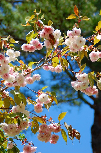 八重咲き桜