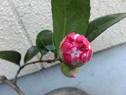 2013_1124マイピクチャー0056.JPG