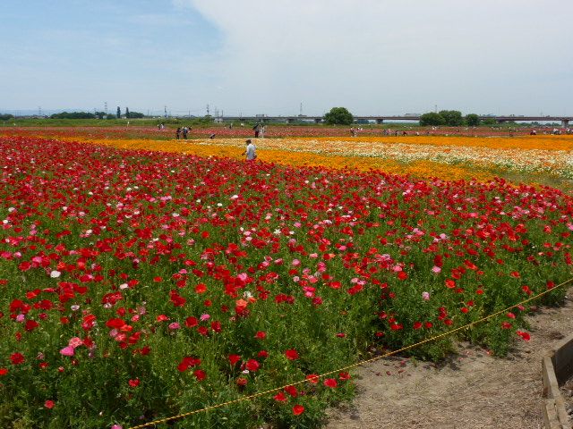 埼玉県鴻巣での続き ポピーと花菱草まつり バラまつり 写真あり 私の好きな花 楽天ブログ