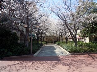 大島桜に会いに行く ディズニーシー ピクニックエリア しろ のディズニーシーに行った日だけ日記 楽天ブログ