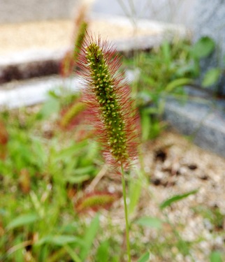 キンエノコロ (2).JPG