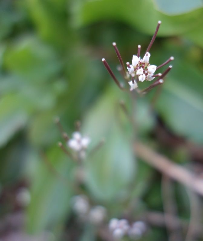 皇室 ブログ ぺんぺん草