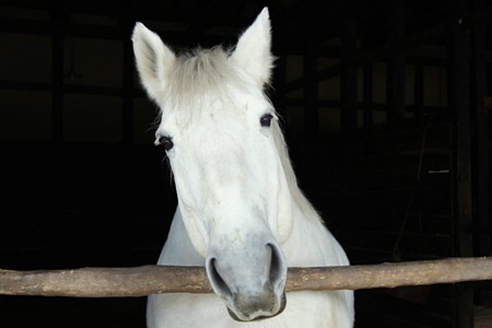 遠野ふるさと村・白雪ちゃん