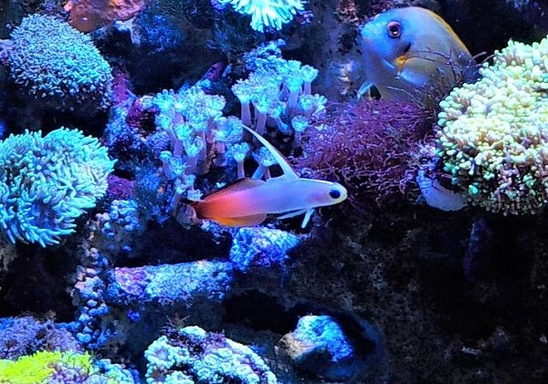 水槽内容まとめてみました（＾＾）海水魚編その2 | 私と小さな