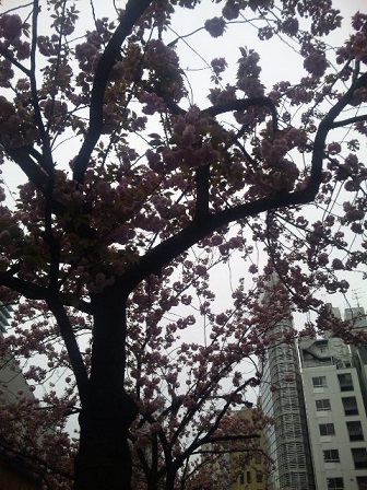 八重桜その1