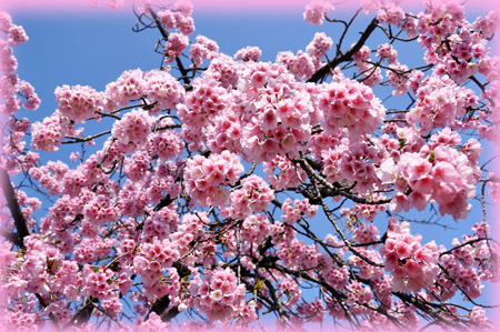 桜２