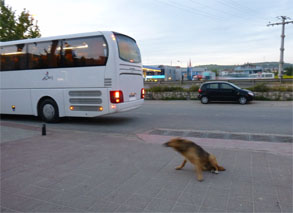 トルコ49.jpg