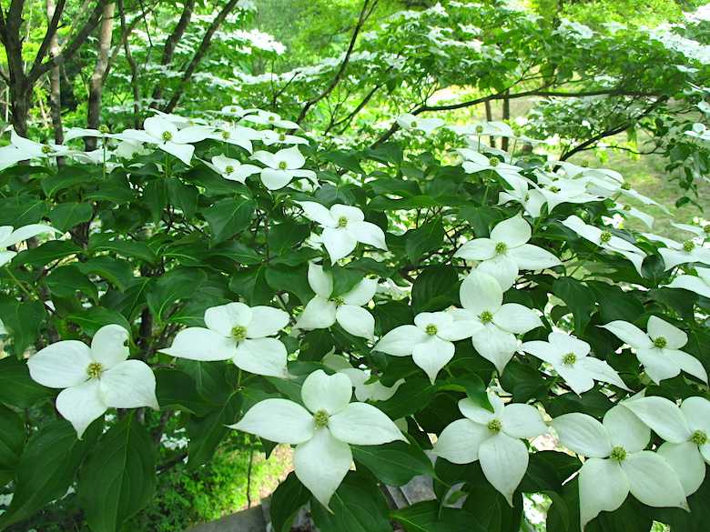 サカエの大型商品は車上渡しです 個人宅配送 対象外 Kk 59ni 軽量作業台ｋｋタイプ 日本テレフォンショッピング 電気炉hdddvd 介用品用品 ワークテーブル 1500 750 機健康機器 サカエsakae 時間指定