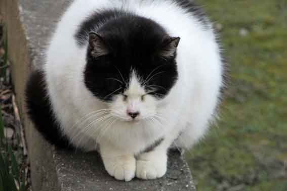 我が家のニャンコ♪2016/1/8-02