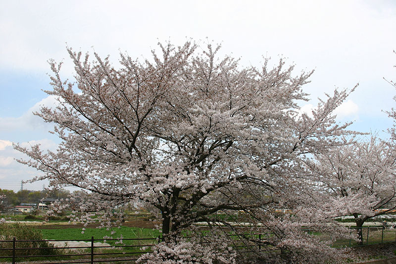 2014-04-06　桜２