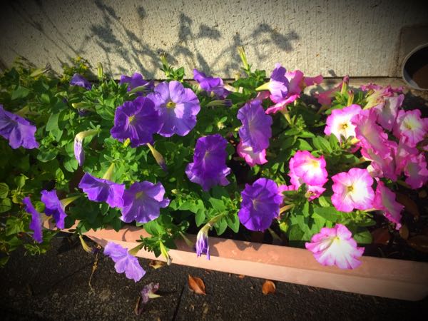 rblog-20160531165029-01.jpg