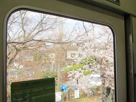 嵐電桜04.jpg