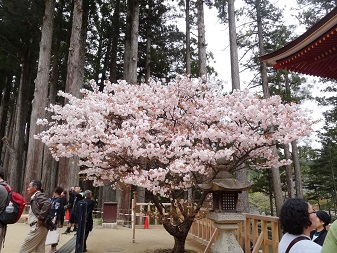 奥の院６.jpg