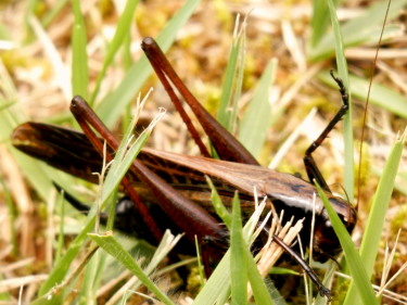 バッタ　7.24　2015