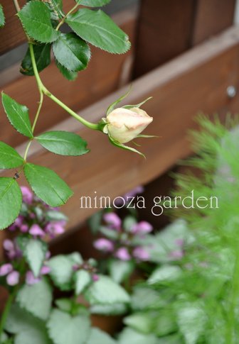 ピエールの蕾