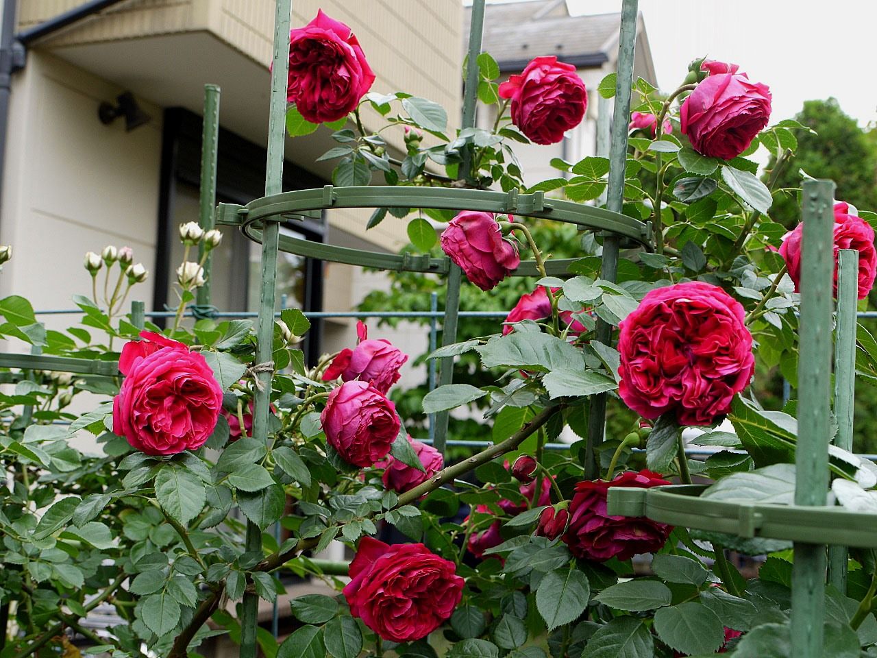バラで小さな庭づくり ロゼ ピエール ドゥ ロンサール バラの初開花4品種 99 102番目