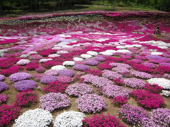 三島家の芝桜《芝ざくら》倶知安