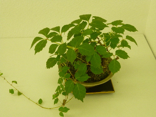P1110783(1).JPG