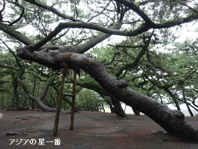 20160628 三保の松原2