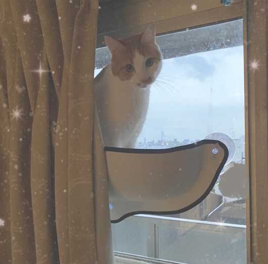 3coinsの窓猫ベッドにお入りになりました Paradise Now To True Heaven 楽天ブログ
