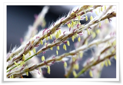 ススキの花-2 13.10.15