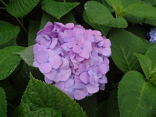 DSC01488.jpg