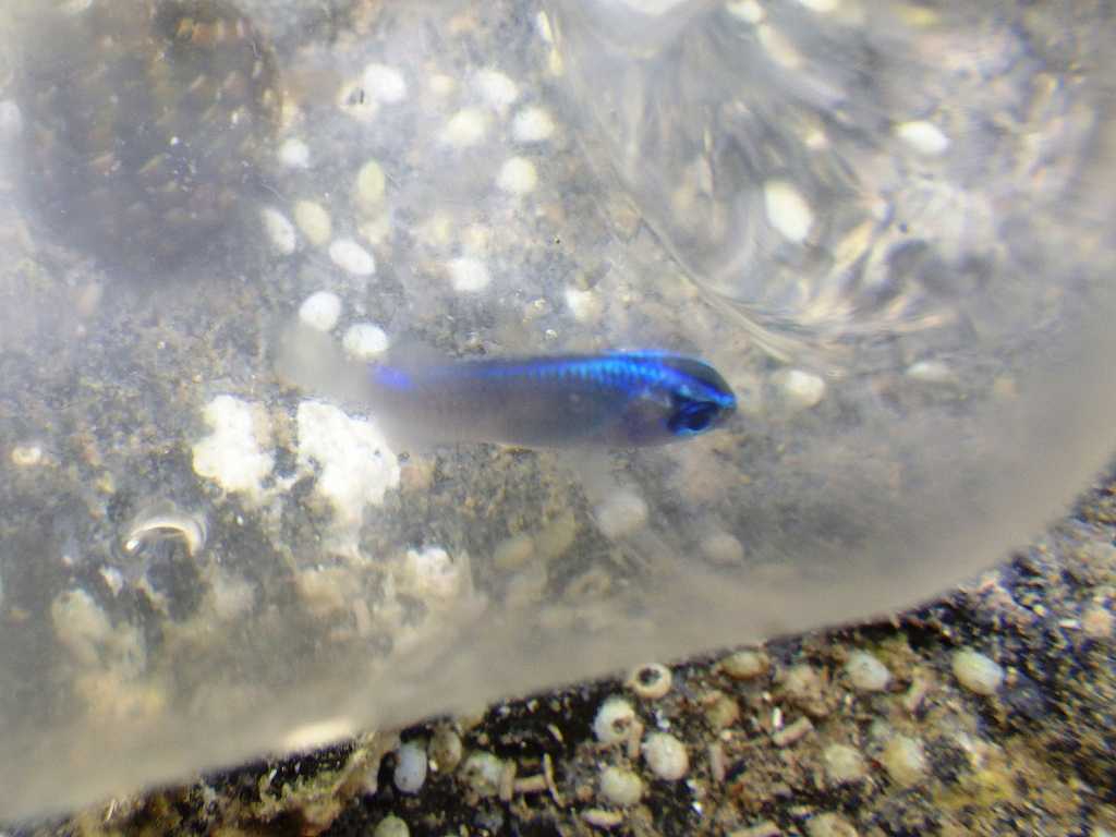和歌山磯採集2022年8月中旬9　ネズスズメダイ（Chrysiptera glauca）