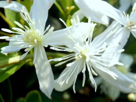 センニンソウの花・拡大