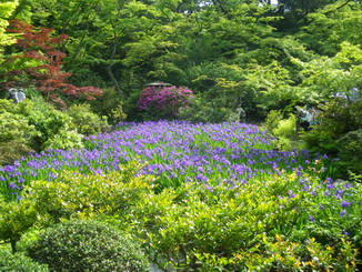 庭園燕子花