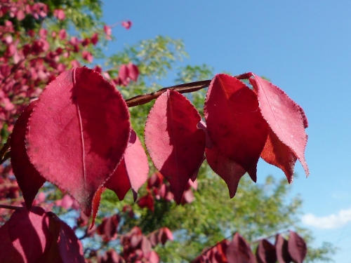 P1150603 (500x375).jpg