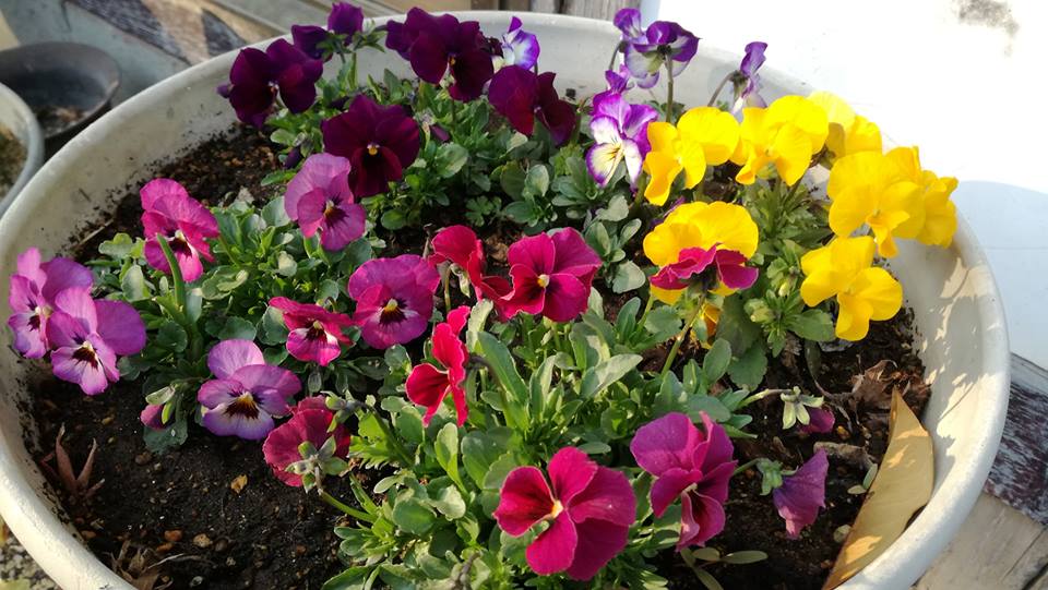 今日 春の花の植え方をやりました 話 和 輪のガーデニングと園芸 楽天ブログ