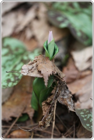 平栗-10 カタクリ-10 13.3.31