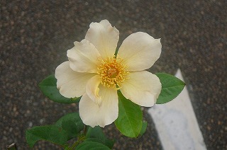 P1330770ss.jpg
