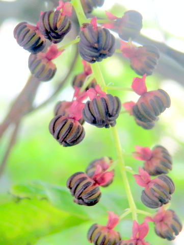 アケビの雄花・マクロ-3