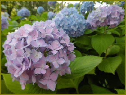 令和元年６月23日 紫陽花の花はマジシャン摩訶不思議 花の歳時記 天南星の魅力 山野草 楽天ブログ