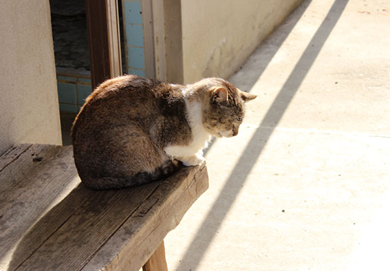 我が家のニャンコ♪2014/04/11-3
