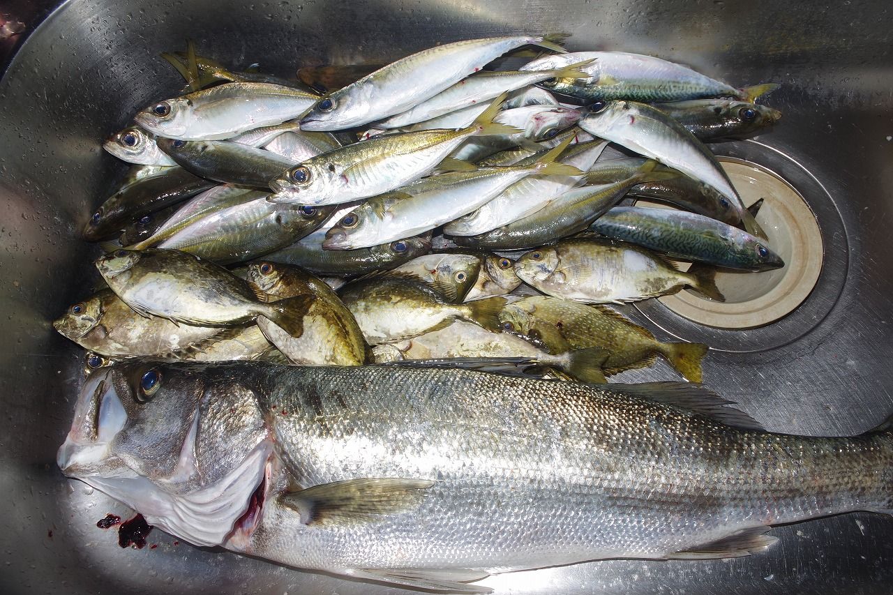 久々のアジゴ泳がせ釣りでスズキが釣れた 雨釣の釣り日記 楽天ブログ 久々のアジゴ泳がせ釣りでスズキが釣れた 雨釣の釣り日記 楽天ブログ
