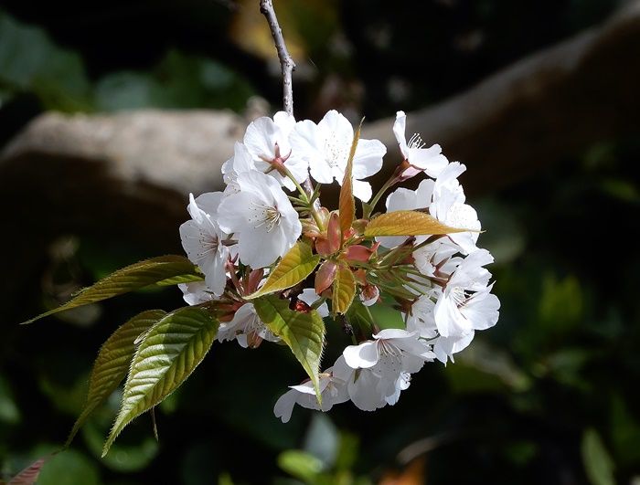 枝垂れ山桜24