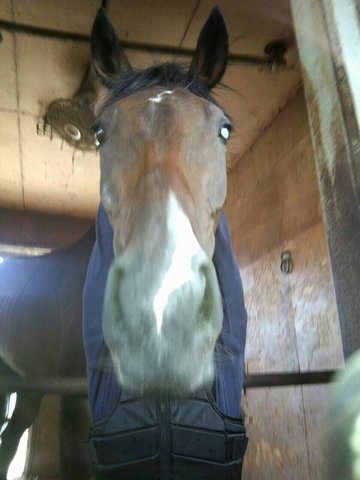 ハートオブミニー