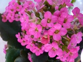 P1020803-1.jpg