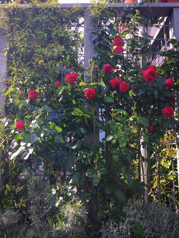 ルージュ ピエールドゥ ロンサール.jpg