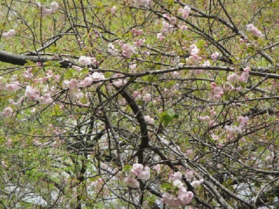 ２－１０新緑と桜.jpg