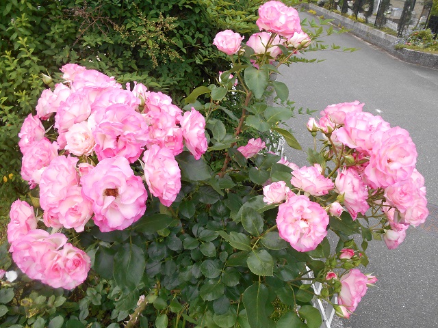 DSCN0440.JPG