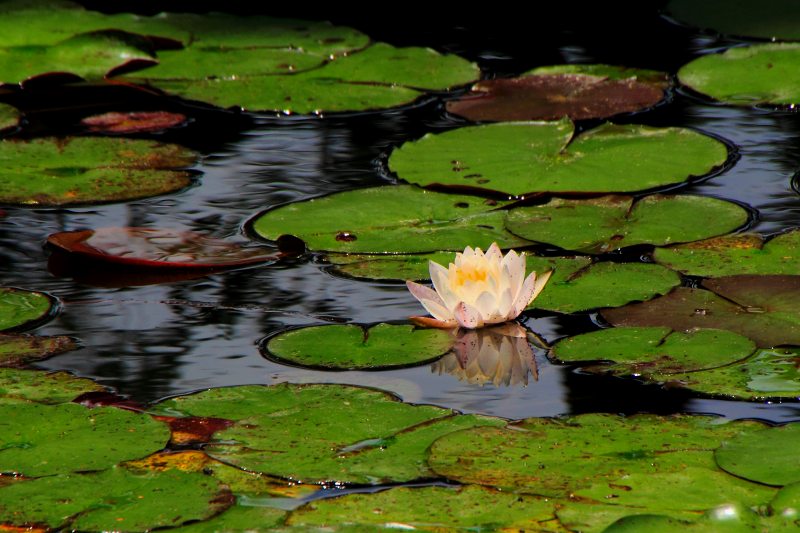長居植物園_14-5.jpg