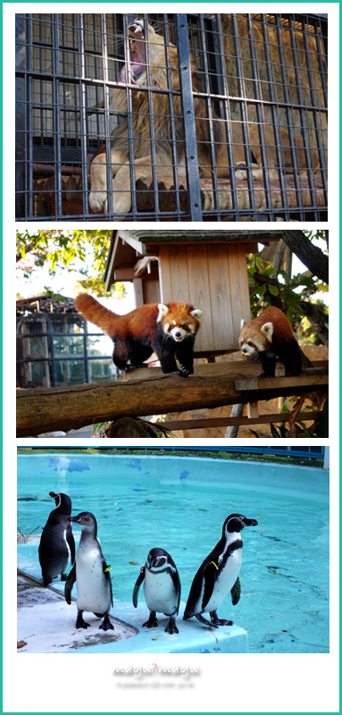 動物園２