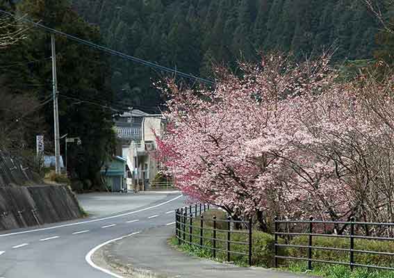 鬼籠野の桜-01♪