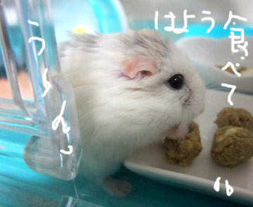 早く食べて.jpg