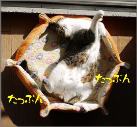 何型?