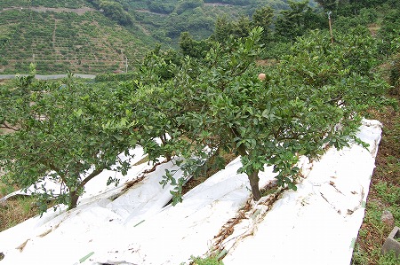 s-DSC_0503.jpg