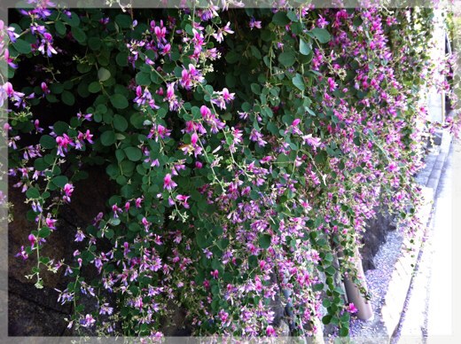 萩の花